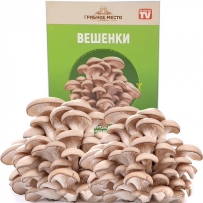 Семена грибов (0)